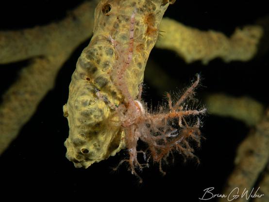 A neck crab hanging upside down on a green sponge waiting for anything tasty to fly by. You can see its white eye near the bottom of the frame and the claws at the ready.
