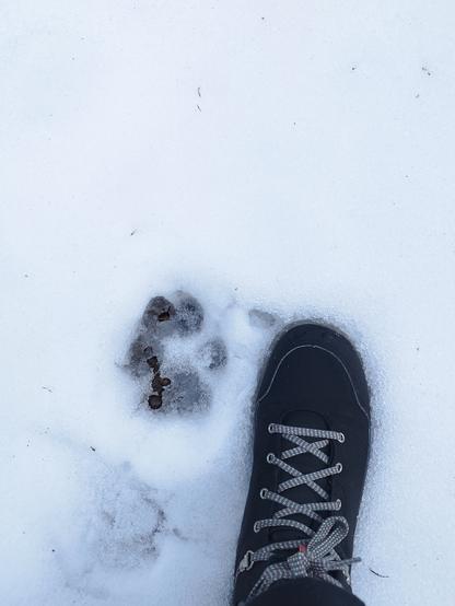 Abdruck einer großen Tatze im Schnee, daneben mein Schuh, Gr. 39