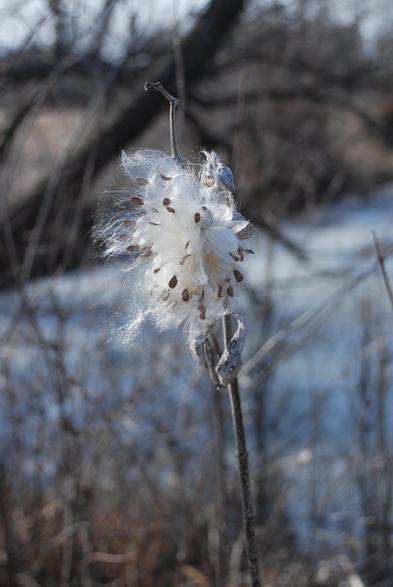 At the top of a dried stem, a cluster of milkweed seeds with their silky, white fluff.  Behind the milkweed are bare willow trees and the gray and white ice on the pond.