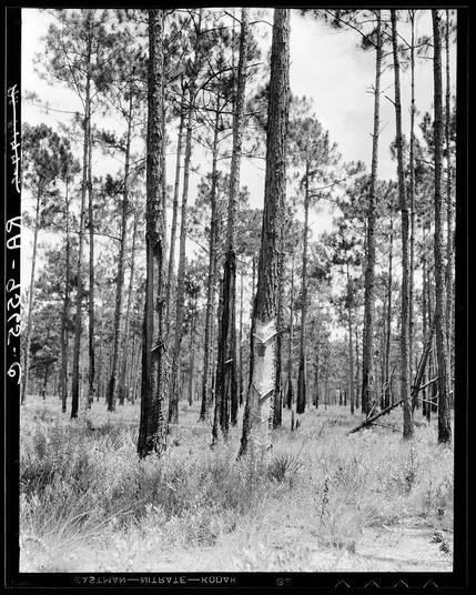 The photograph is a black and white image depicting an expansive forest scene. It features tall pine trees with thin trunks, characteristic of turpentine species found in northern Florida. The landscape shows dense foliage on the ground, indicative of scrubland or underbrush typical to such regions. There are no visible animals or people; the focus remains on the natural setting. Distinctive bark patterns and broken branches suggest a dynamic ecosystem with signs of growth as well decay. Some trees have markings that could be related to logging activities. The sky is not fully visible but appears clear, suggesting an open canopy typical in such forest types. This image captures a moment where nature's simplicity meets the complexity of environmental interactions.