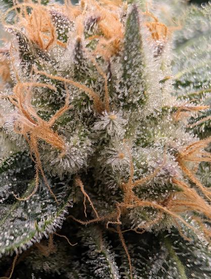 Nahaufnahme einer Blüte die komplett besetzt mit Trichomen ist. Außerdem sind orange-rote Pistillis zu sehen, wenn man reinzoomt kann man die Trichomenköpfe erkennen diese sind ein Mix aus milchig und klar.