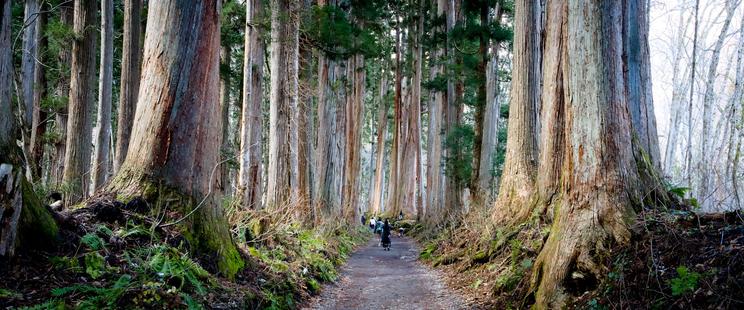 Anamorphic panoramic photo of the cedars at Togakushi Okusha, Nagano.