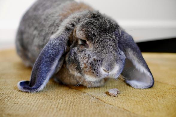 Close-up photo of Matilda, the bunny on a yellow rug, eating a treat with a very shallow depth of field.