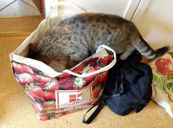 Katze Lilly steckt neugierig mit Kopf und Vorderpfoten tief in einer großen Einkaufstasche, sodass fast ihr ganzer Oberkörper darin verschwindet. Die Tasche wirkt gut gefüllt, während Lilly konzentriert den Inhalt untersucht.