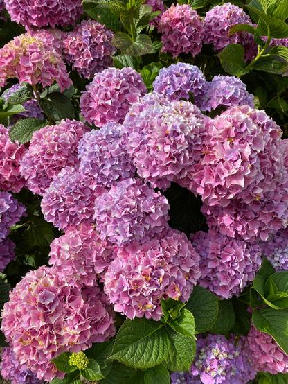 Somewhat of a closeup of a hydrangea plant covered in pink and lavender blossoms. Green leaves poke through in a few places.