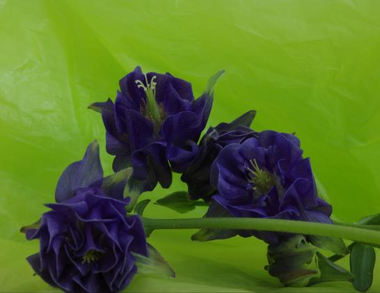 Four dark purple columbine blossoms and a bud were arranged in front of a green plastic bag, which is exactly the same colour as the stamens. The image was only cropped, but not further edited.