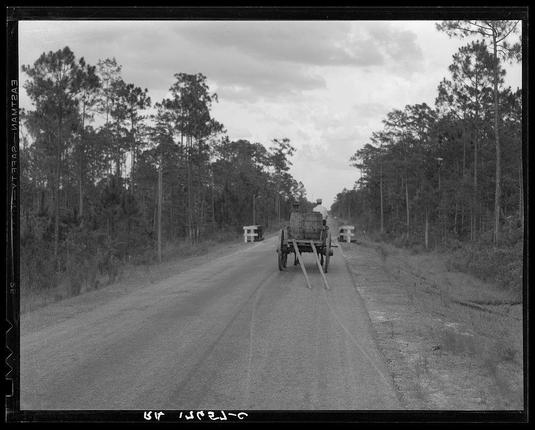 The image is a black and white photograph depicting a rural scene with tall pine trees lining both sides of an unpaved dirt road. In the center, there's a horse-drawn wagon carrying what appears to be wooden barrels loaded onto its back. The wagon has two visible horses attached at either side by yokes on metal A-frame structures used for harnessing animals. There are multiple markers or small buildings with white tops along both sides of the road which seem out of place in this rural setting, suggesting they could serve as checkpoints or rest stops.

The sky is overcast but clear without any signs of precipitation at the time the photo was taken. The photograph has a vintage feel to it due to its monochromatic tone and appears aged with visible graininess typical of older black-and-white film photography. In addition to these visual elements, there's text on the image that reads "FARM TRACT 2 - ESTATE" at the top left corner and what seems like possibly a date or time stamp in Cyrillic script below it which is not legible.

The overall impression conveyed by this photograph is of an agricultural setting where transportation was heavily reliant upon animal power, specifically horses. The use of such wagons for hauling goods indicates a methodical approach to farm work typical before the advent and wider adoption of mechanized vehicles.
