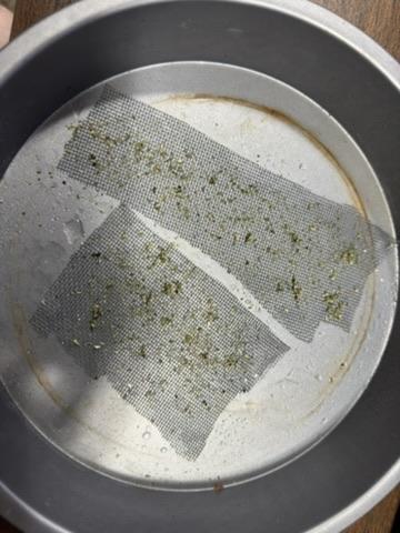 A metal pie tin with two strips of fine mesh from a window screen attached to the bottom with catnip and a few drops of water scattered on it.