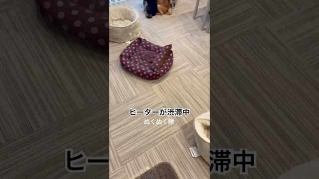 【柴犬5頭】ヒーターが渋滞してるよ〜#柴犬 #shiba #癒し #多頭飼い　　　#ぬくぬく隊
