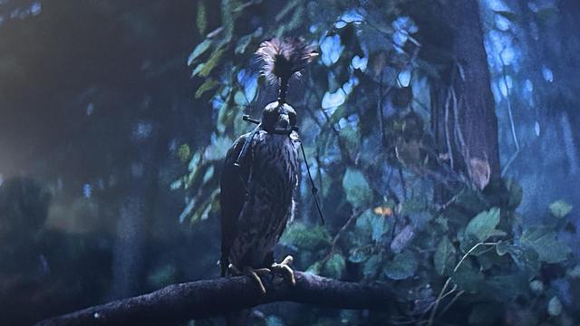 The falcon perched on a branch, wearing a hood with a tassel.