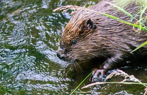 <img alt="Beavers Return to South West Rivers in Major Boost for Nature Recovery" src="https://www.goodnewspost.co.uk/content/images/2026/02/image-10.jpeg" /><p><strong>By Conservation Correspondent</strong></p><p><strong>Beavers are set to return to more rivers in South West England after Natural England approved two new licensed release projects, marking a major step forward for nature recovery.</strong></p><p>The decision follows the first licensed release of wild Eurasian beavers in Dorset last year, after a landmark government move to allow wild releases for the first time in centuries.</p><h2 id="once-common-across-england-beavers-were-hunted-to-extinction-but-are-now-recognised-as-powerful-allies-in-tackling-climate-change-and-biodiversity-loss">Once common across England, beavers were hunted to extinction but are now recognised as powerful allies in tackling climate change and biodiversity loss. </h2><p></p><p>By building dams and wetlands, they help slow floodwaters, improve water quality and create rich habitats for wildlife, earning them a reputation as a “keystone species”.</p><p><strong>Chief Executive of </strong><a href="https://www.gov.uk/government/organisations/natural-england?ref=goodnewspost.co.uk" rel="noreferrer"><strong>Natural England </strong></a><strong>Marian Spain said:</strong></p><blockquote><br />“Reintroducing beavers to South West England is a significant milestone with the potential to make a huge difference to nature rec
