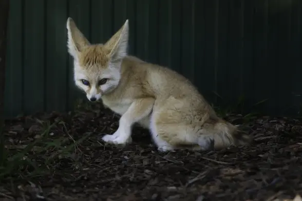 A super soft looking fennec fox sitting on a ground made of small wood chips. Seems about to stand up to cuddle you. Well, in reality will just check weather you have snacks on you and if not dump you again.