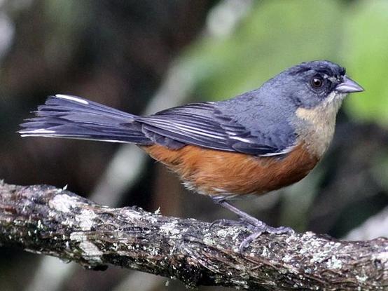 Buff-throated Warbling Finch photographed by Knut Hansen