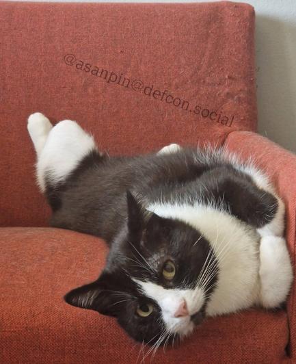 A black-and-white tuxedo cat lying upside down across a rust-colored armchair, with its head tilted toward the camera and green eyes open. One front paw rests over its chest while the hind legs stretch along the chair, giving a relaxed, playful impression in soft natural light.