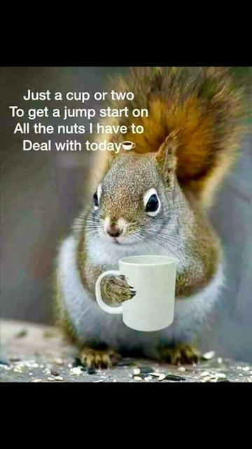 Picture a grey squirrel facing us, holding a small coffee cup, the caption reads:

“Just a cup or 2 to get a jump start on all the nuts I have to deal with today!”

Credit: DDG find.