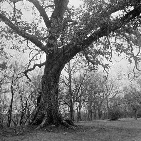 Black and white photo of a massive tree in the foreground with some other trees and shrubs in the distance. The tree bark is it's own being with high contrast shapes and structures and gnarly roots sticking out the bottom and twisted branches stretching out the top. A person is barely visible on the left of the trunk wearing a dark jacket and a beany peaking out with an almost menacing look. Shot with a Rolleiflex Standard1935 and ZeissTessar75f3.5 lens, on Kentmere400, and developed with Ilfosol3 by Shom Bandopadhaya. Licensed under Creative Commons Attribution-NonCommercial-ShareAlike (CC BY-NC-SA).