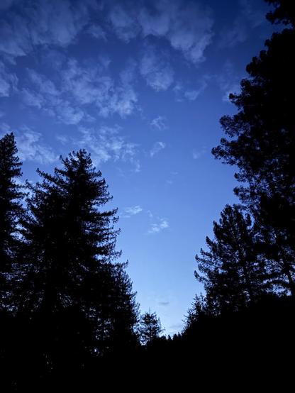 Early morning blue sky with dappled light clouds, framed by silhouetted coast redwoods.