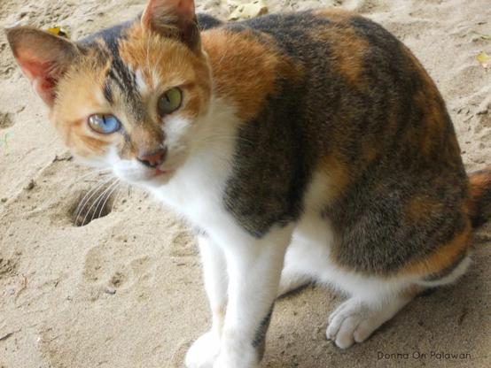 popular cat breeds in the philippines