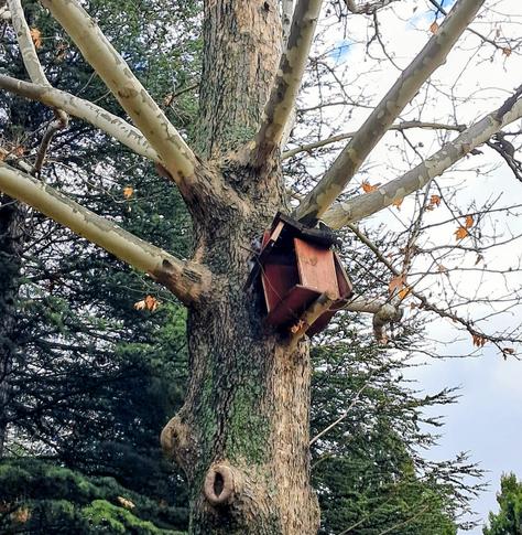 A large tree with mottled peeling bark features a damaged wooden structure attached to its trunk where the main branches diverge. The reddish-brown, box-like object appears to be a dilapidated birdhouse with collapsed sides. The tree is mostly bare, holding a few dried brown leaves, while dark green pine trees fill the background under a pale blue sky with heavy clouds. ca5e6e9d-3b9b-43ef-875b-8151444fef93
