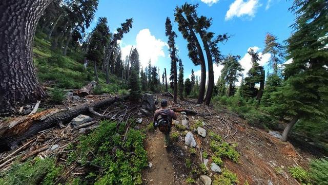 One of a series of summertime photos showing a person hiking through a dense evergreen forest in Oregon.