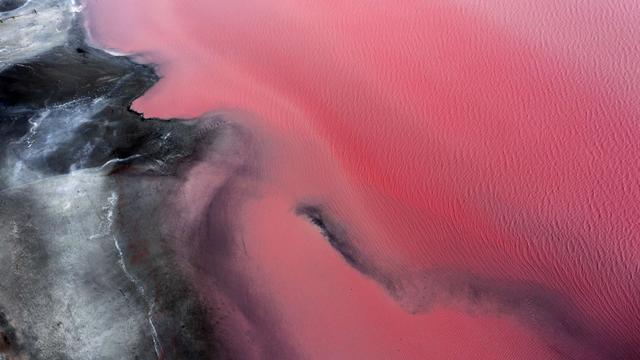 Rosy by the roadside - © Vicki Smith / Moment / Getty Images