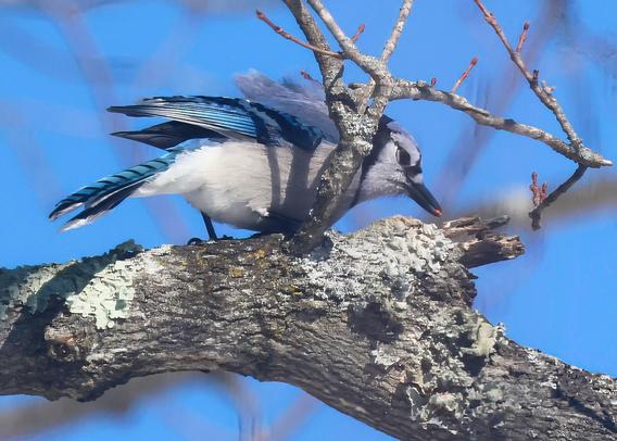 Blue Jay eating bugs from a maple tree branch
