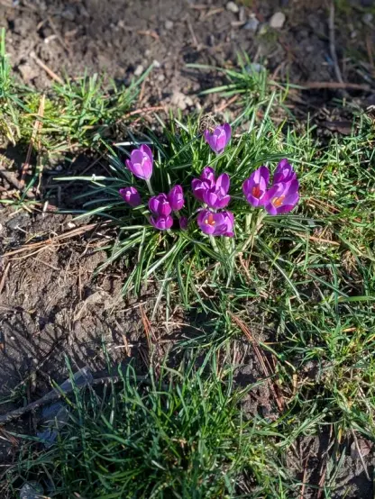Purple crocus cluster