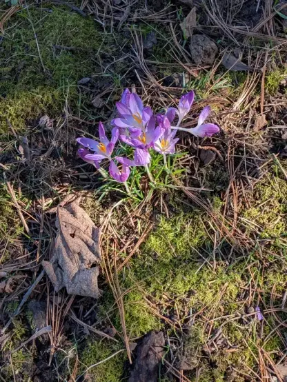 Violet Crocus cluster