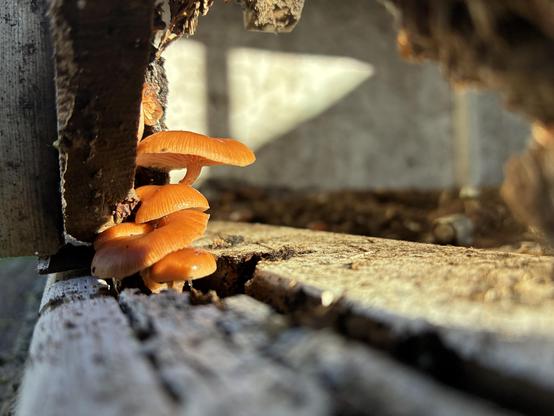 little brown mushrooms catch a (rare these days!) sunbeam in the rotting edge of our chicken coop.
