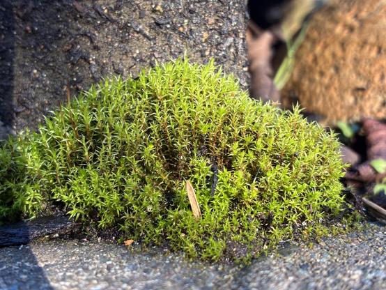 Bright green moss grows in a crack in the concrete of our front step