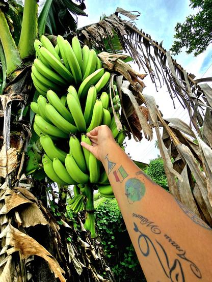 Getting close to harvest.

Beauty of living on a Tropical Island 🏝 

#Fiji 🇫🇯  #pacific #bananas #tropicalisland #blueskyfamily