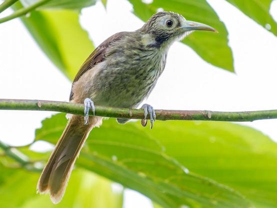 Makira Honeyeater photographed by John C. Mittermeier