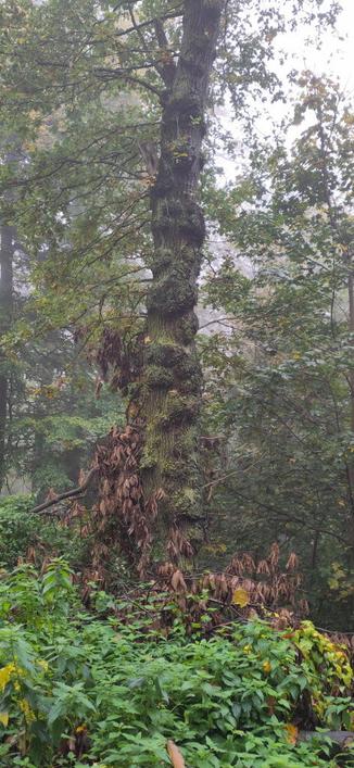 Ein knorriger Baumstamm ist über und +über mit Wülsten bedeckt und steht im Wald.