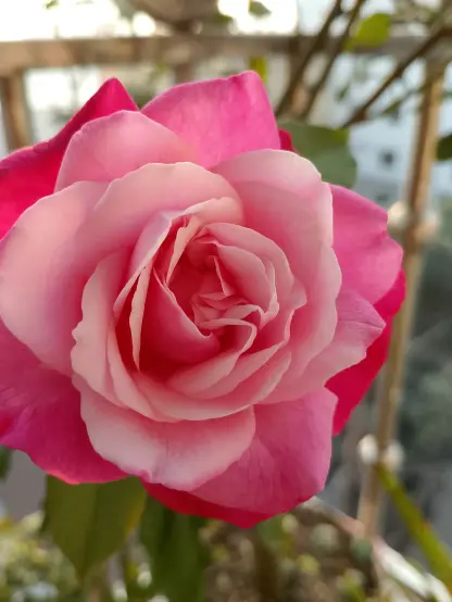 A closeup photo of a pink rose