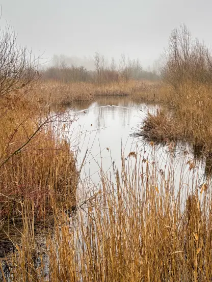Water with reed all around. Tree line in the background. A coot swimming away in the distance