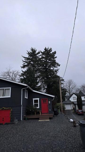 Two extremely tall spruce trees tower over a dark gray house that has a red front door and a red garage door. A two-story, white house is in the distance on the right.