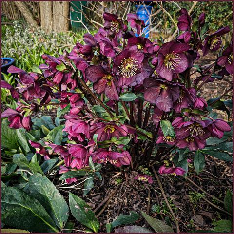 A large cluster of dark cherry red hellebore flowers show off yellow anthers, red pistils and green nectarines. The contrasts are very vivid. The leaves are palmate and dark green. There are some dark green low shrubs in the back ground.