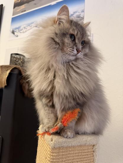 Closeup of a grey Siberian cat (Knold) sitting on top of a scratching post with his head turned to his left. At his feet is a weird cat toy insect with orange wings. He is very fluffy, especially his large mane. His long white whiskers are very prominent.