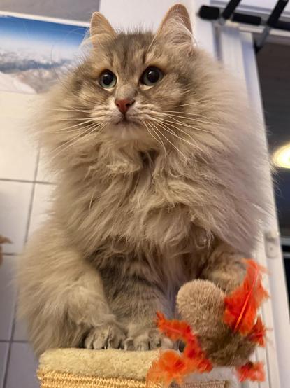 Closeup of a grey Siberian cat (Knold) sitting on top of a scratching post. He is staring intently at something just past the camera. At his feet is a weird cat toy insect with orange wings. He is very fluffy, especially his large mane. His long white whiskers are very prominent.