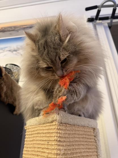 Closeup of a grey Siberian cat (Knold) sitting on top of a scratching post. He is bent over a weird cat toy insect with orange wings which he holds with his left front paw while sniffing it. He is very fluffy, especially his large mane. His long white whiskers are very prominent.