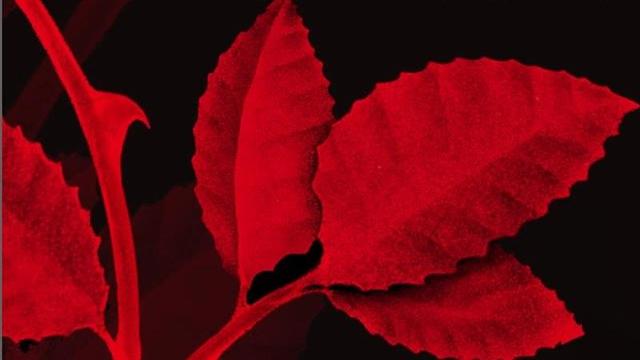 While saying your new novel is a "romantasy" indicates that it's a romantic fantasy story, in my new interview with Elizabeth May, she says her new novel "The Wolf And The Crown Of Blood" is "...not a romance that makes you believe in love again."