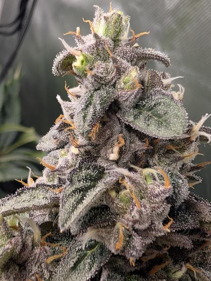 Nahaufnahme von Black Orchid auf der sehr viele Trichome zu sehen sind