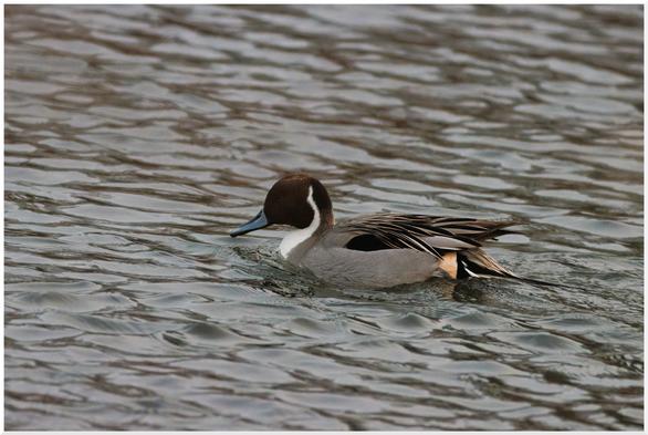 Eine männliche Spießente.
Der Vogel schwimmt im leicht welligen Wasser und ist von der Seite zu sehen.
