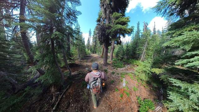 One of a series of summertime photos showing a person hiking through a dense evergreen forest in Oregon.
