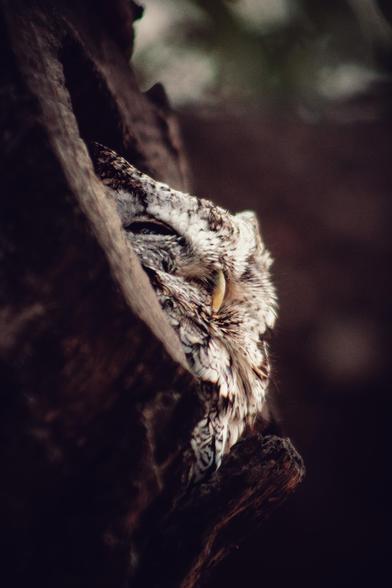 A fluffy-looking screech owl is peeking out of the hollow of an oak tree, squinting.