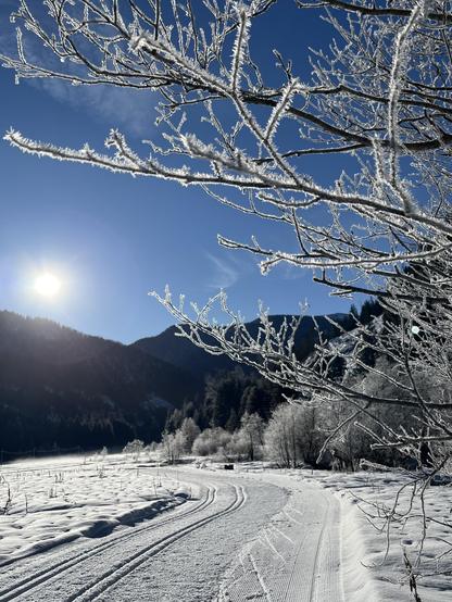 Sunny day on snowy ski trails, under a blue sky, mountains in the distance, ice covered branches in the foreground.