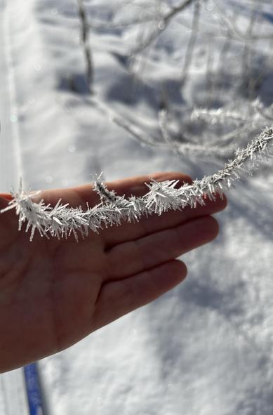 Rime covered tree branch being held against a hand, over snowy trails, blue tip of a ski seen beneath the hand.