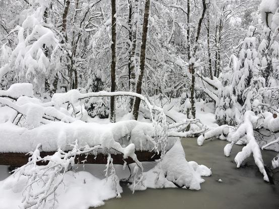 A stream dammed by beavers in a completely snow-covered forest, in which lies a tree felled by them on a bright but heavily overcast winter day. High Fens, Belgium