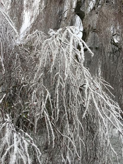 Thick hoarfrost transforms a large birch tree and bushes into an abstract work of art.