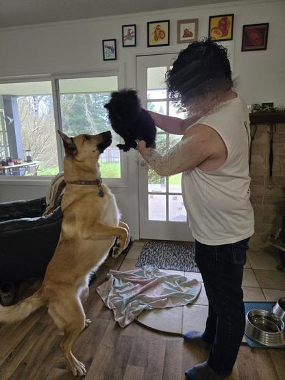 kestrel the golden brown malinois mutt stands up on his hind legs to sniff at a tiny black fuzzball being held up lion king style